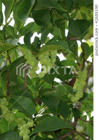 Kobushi noodles Kobushi noodles 41689190