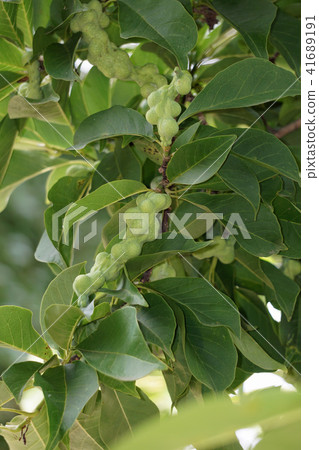 Kobushi noodles Kobushi noodles 41689191