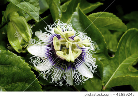 Passion fruit (fruit watch grass) flowers Passion fruit (fruit watch grass) flowers 41689243