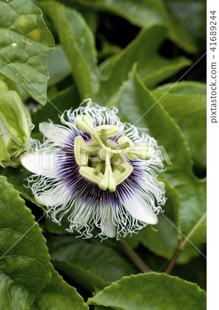 Passion fruit (fruit watch grass) flowers Passion fruit (fruit watch grass) flowers 41689244