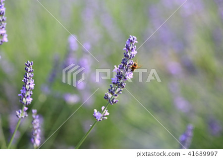 薰衣草花 薰衣草花 41689997