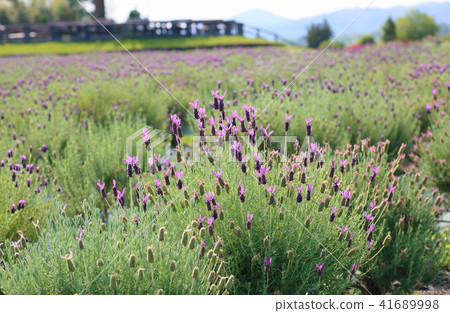 夏天公園淡紫色領域 夏天公園淡紫色領域 41689998