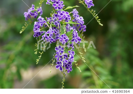 Duranta Duranta 41690364