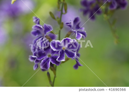 杜蘭塔杜蘭塔 41690366