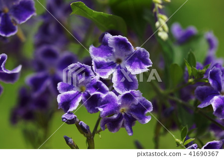 杜蘭塔杜蘭塔 41690367