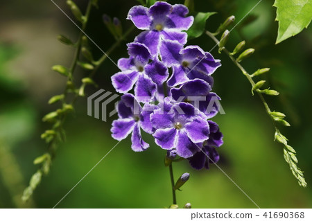 杜蘭塔杜蘭塔 41690368