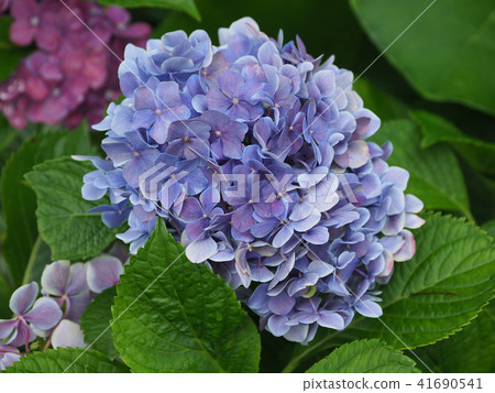 Hydrangea (natural texture) 41690541
