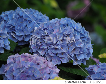 Hydrangea (natural texture) 41690543