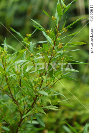 Natural plant Hachiwanooki, why "foliage fan"? Because it has wings and it seems to be a fan. If that is you, "real fan"! 41690615