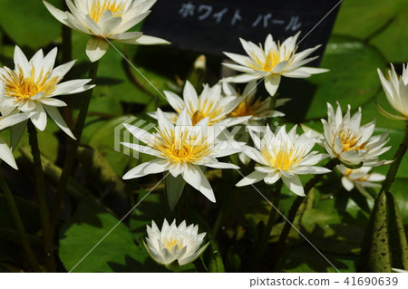 Water Lily Water Lily 41690639