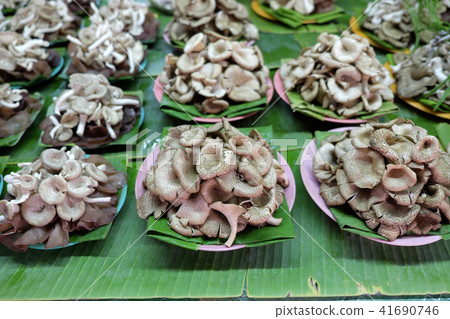 Gathering forest mushroom, Wild Mushrooms  41690746