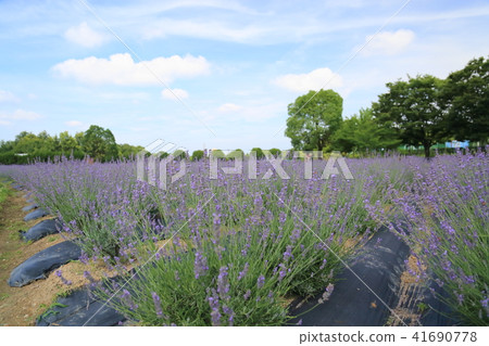 Summer park lavender field 41690778