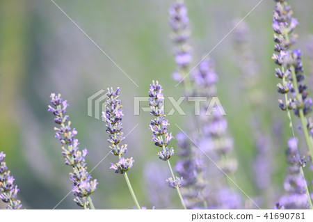 Lavender flowers Lavender flowers 41690781