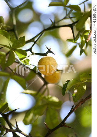 Fruit, tangerine 41690876