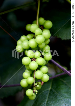 Crops, grapes Crops, grapes 41690886