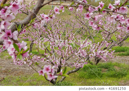 Orchards 41691250