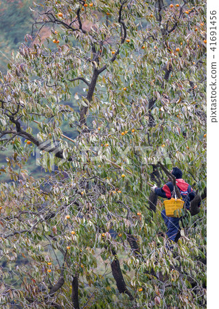 Fruit, persimmon Fruit, persimmon 41691456
