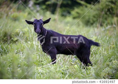 Animal, black goat 41691497