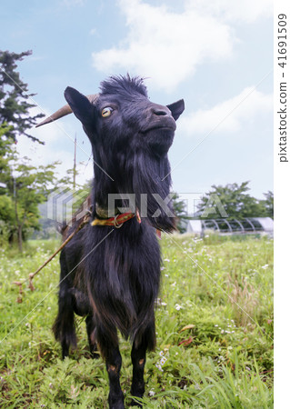 Animal, black goat 41691509