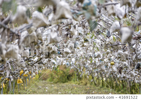 Crops, ship 41691522