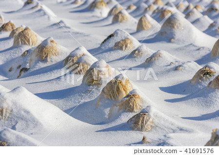 Crops, cabbage Crops, cabbage 41691576