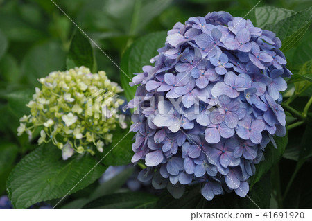 Hydrangea (with waterdrop after rain) 41691920
