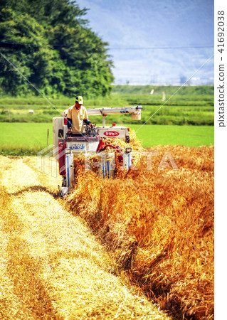 Crops, barley field Crops, barley field 41692038