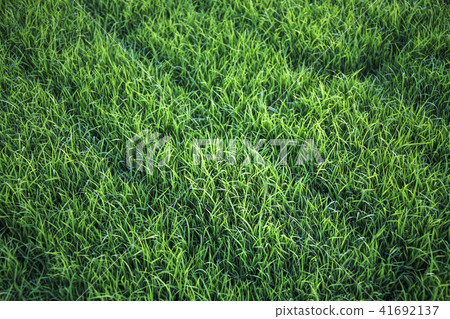 Crops, rural 41692137