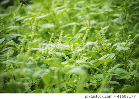 Crops, sesame 41692177