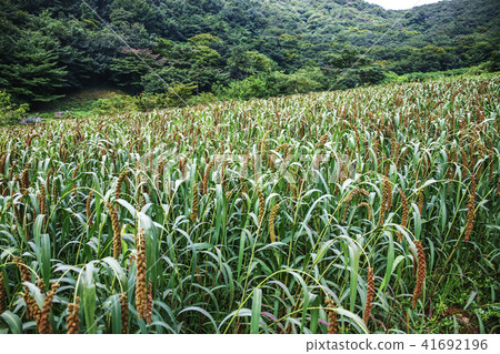 Crops, sorghum 41692196