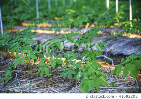 Crops, ginseng field Crops, ginseng field 41692208