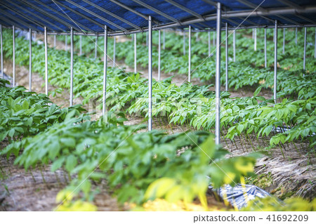 Crops, ginseng field 41692209