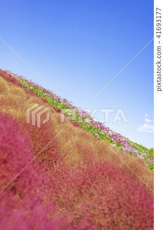 Kokia的世界 Kokia的世界 41693177