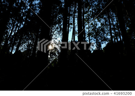 trees in the forest, Pine forest 41693200