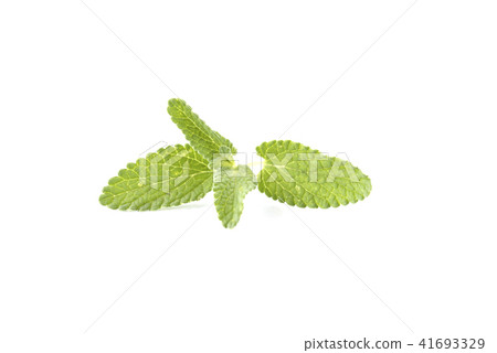 貓薄荷 貓薄荷 41693329