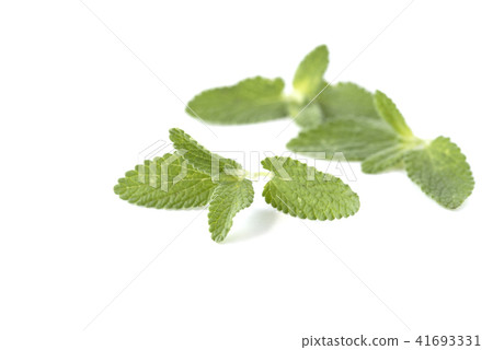 貓薄荷 貓薄荷 41693331