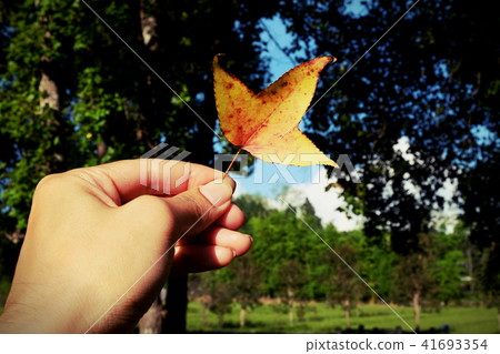 Hand holding maple leaves on natural background Hand holding maple leaves on natural background 41693354