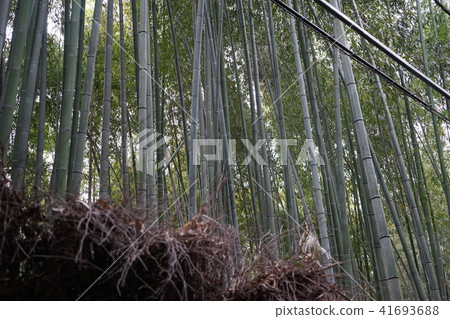 Arashiyama, bamboo thicket, kyoto 41693688