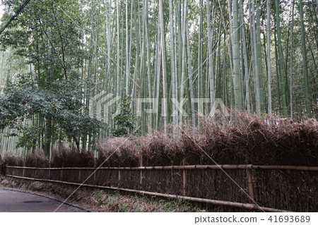 嵐山 竹叢 京都 41693689