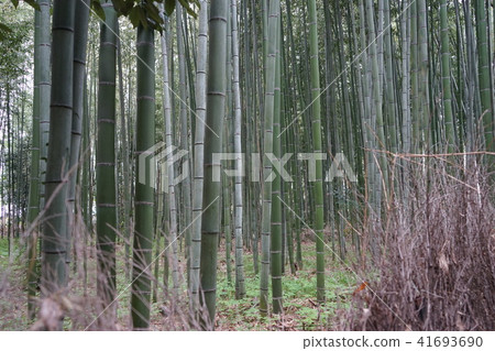 嵐山 竹叢 京都 41693690