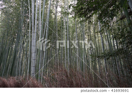 嵐山 竹叢 京都 41693691