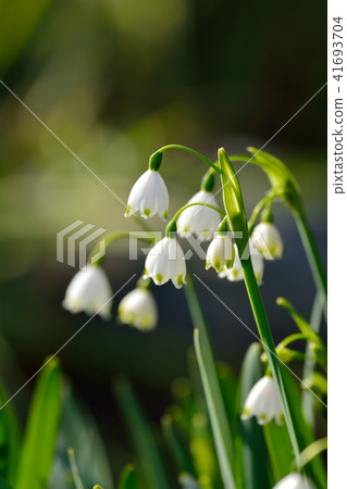 雪花 雪花 41693704