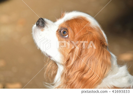 Cavalier Cavalier 41693833