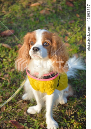 Cavalier Cavalier 41693837