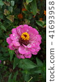 beautiful pink flower blossom 41693958