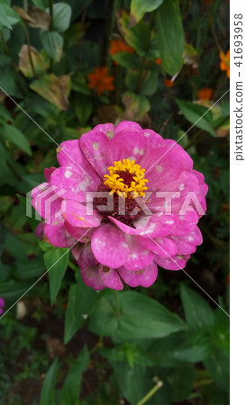 beautiful pink flower blossom beautiful pink flower blossom 41693958