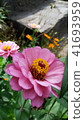 beautiful pink flower blossom 41693959