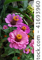 beautiful pink flower blossom 41693960