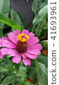 beautiful pink flower blossom 41693961