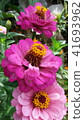 beautiful pink flower blossom 41693962